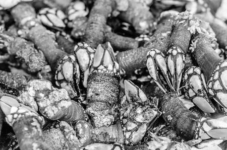 Goose barnacles at a seafood stand in the marketの写真素材