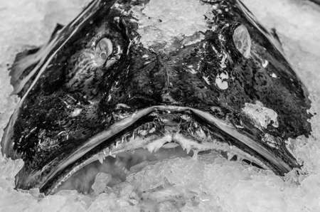 Monkfish at a seafood stand in the fish market