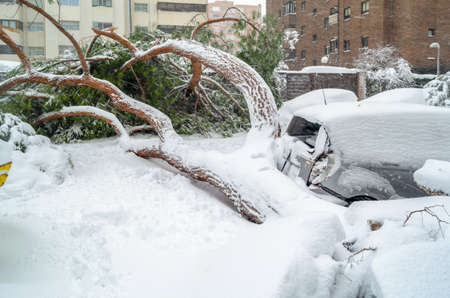 MADRID, SPAIN â€“ JANUARY 9, 2021: Damaged car by fallen tree during Storm...