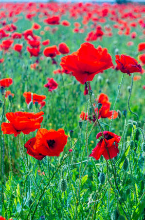 Spring landscape with blooming red poppies in a field in Castilla La Mancha, Spainの写真素材