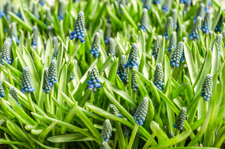Blooming grape hyacinth (Muscari) flowers, spring backgroundの写真素材
