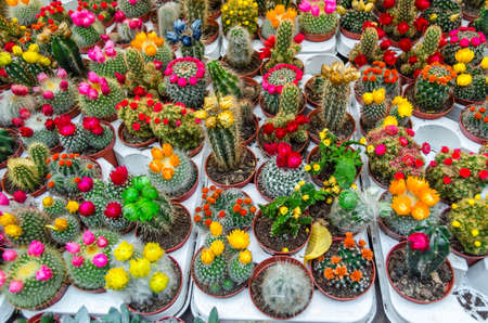 Background of various multicolored flowering cactus in a gardenの写真素材
