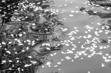Reflection of the buildings along the canal in Amsterdam, the Netherlands. Black and white imageの写真素材