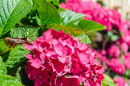 Beautiful hortensia or hydrangea flower in blossom