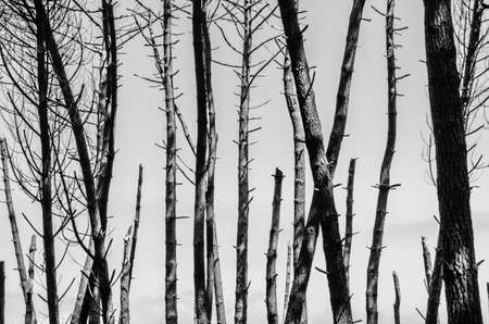 Maritime pines in the Liencres Dunes Natural Park in Cantabria, northern Spain. Black and white...