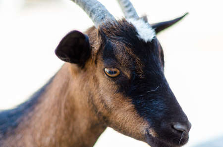 Detail portrait of a goat on a farm