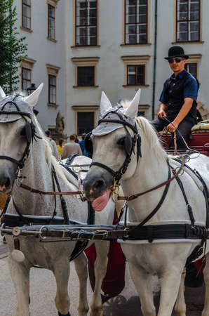 VIENNA, AUSTRIA - SEPTEMBER 1, 2013: Famous Lipizzaner horses and carriage on the street in Vienna, Austriaのeditorial素材