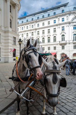 VIENNA, AUSTRIA - SEPTEMBER 1, 2013: Famous Lipizzaner horses and carriage on the street in Vienna, Austriaのeditorial素材