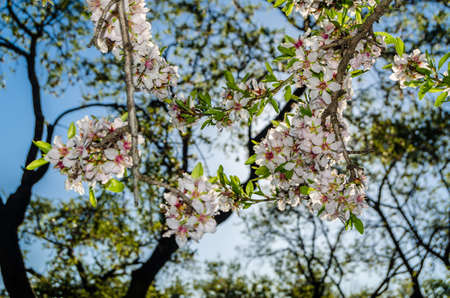 Almond trees in bloom in spring in Quinta de los Molinos Park in Madrid, Spainの写真素材