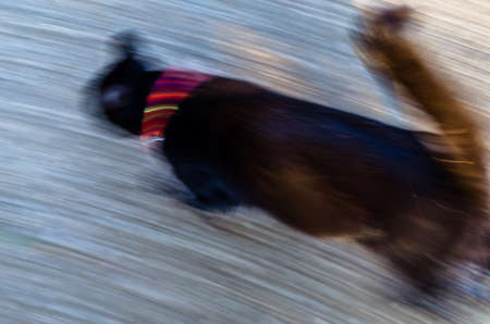 Black cat running in the yard, movement effectの写真素材