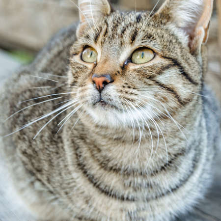 Portrait of a gray domestic cat outsideの写真素材
