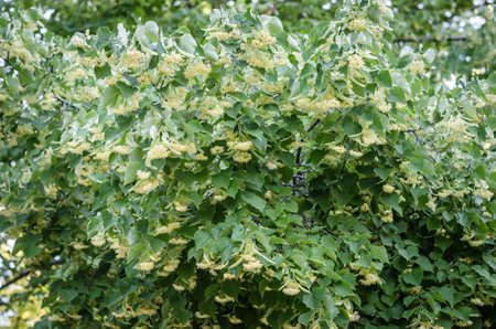 Linden tree (Tilia) in blossom in springtime. In herbal medicine, the flowers are used for herbal...