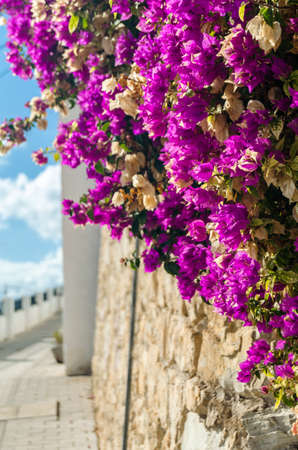 Detail of pink Bougainvillea flowers in the Mediterranean coast of Spainの写真素材