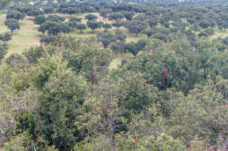 View of Monte el Pardo, a large forested area in Madrid, Spain, one of the best preserved mediterranean forests in Europeの写真素材