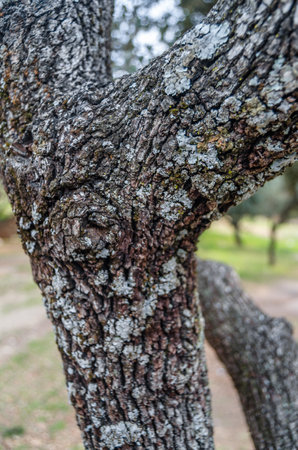 Natural background, lichens on a tree barkの写真素材