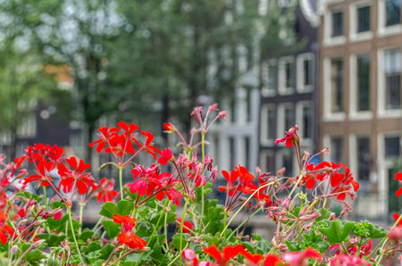 Red summer flowers and blurred buildings in the background in the historical center of Amsterdam, the Netherlandsの写真素材