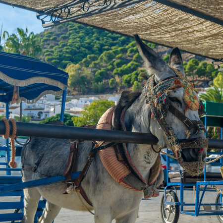 Donkeys in the town of Mijas, Andalusia, southern Spain. One of the tourist attractions in Mijas is sightseeing in Burro-taxis or donkey-drawn carts and donkey-back ridesの写真素材