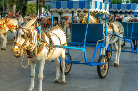Donkeys in the town of Mijas, Andalusia, southern Spain. One of the tourist attractions in Mijas is sightseeing in Burro-taxis or donkey-drawn carts and donkey-back ridesの写真素材