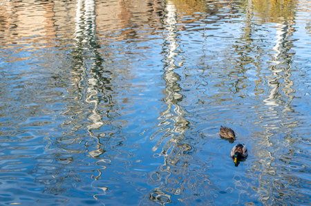 Natural background, reflection of trees in the pond of a parkの写真素材