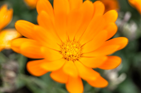 Detail of a marigold (Calendula) flower, natural backgroundの写真素材