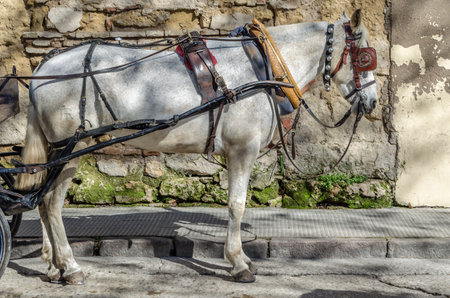 Horses in the city of Cordoba, Andalusia, southern Spainの写真素材