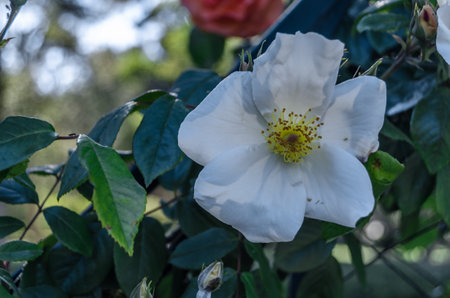 Beautiful white roses in blossom in a garden, summer backgroundの写真素材