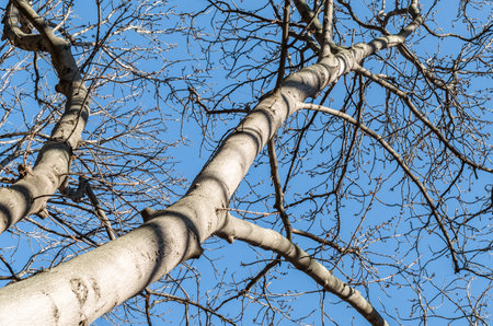 Leafless branches over blue sky background in springtime