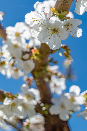 Detail of cherry blossoms in the Jerte Valley, Extremadura, Spain