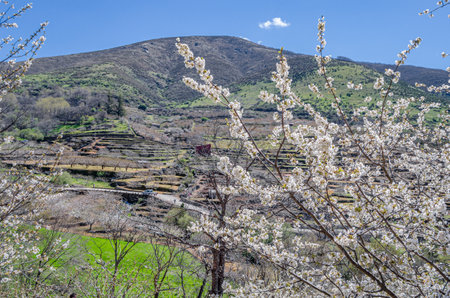 Landscape in spring with cherry blossoms in the Jerte Valley, Extremadura, Spain