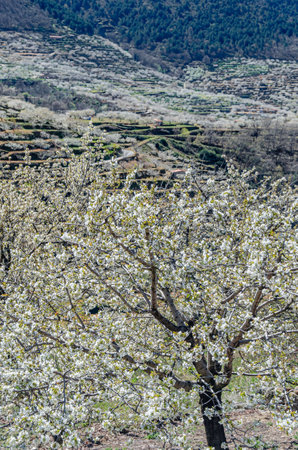 Landscape in spring with cherry blossoms in the Jerte Valley, Extremadura, Spainの写真素材