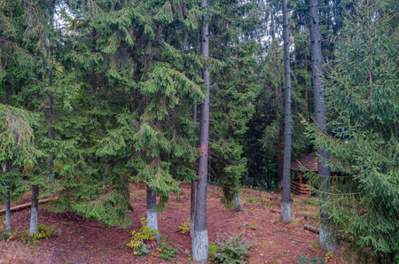 View of a mountain forest in autumn