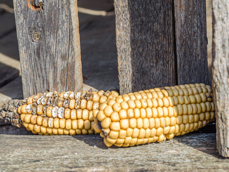 Corn cobs in an old wooden warehouse