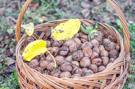 Freshly picked walnuts in a basketの写真素材