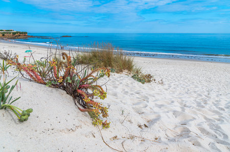 Typical dune vegetation on the shores of the Cantabrian Sea in the town of Foz, province of Lugo, Galicia, northwestern Spainの写真素材