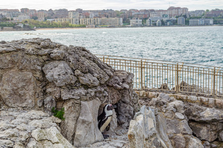 SANTANDER, SPAIN - MAY 2, 2014: Penguin in the free mini zoo of the Magdalena Peninsula public park in Santander, Cantabria, northern Spainのeditorial素材