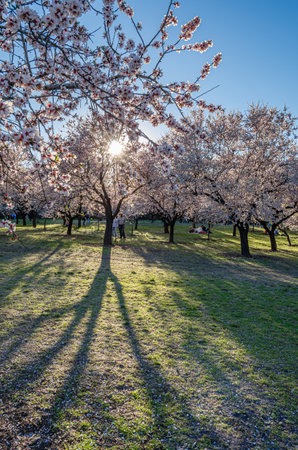 MADRID, SPAIN - MARCH 16, 2014: People enjoying a sunny spring day and visiting the almond tree blossom in Quinta de los Molinos Park in Madrid, Spainのeditorial素材