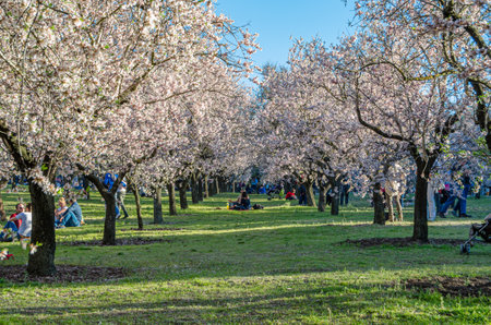 MADRID, SPAIN - MARCH 16, 2014: People enjoying a sunny spring day and visiting the almond tree blossom in Quinta de los Molinos Park in Madrid, Spainのeditorial素材