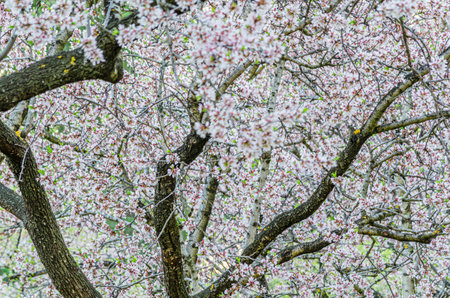 Almond trees in bloom in spring in Quinta de los Molinos Park in Madrid, Spain