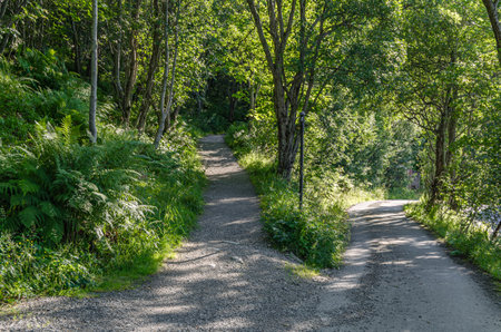 Intersection of two trails in the forest