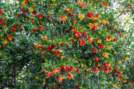 Strawberry tree (Arbutus unedo) in a park in Madrid, Spain. The strawberry tree is one of the symbols of Madrid, it is part of the city coat of armsの写真素材