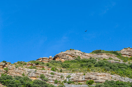 Vultures soaring in the Sierra and Canyons of Guara Natural Park in Huesca province, Aragon,...