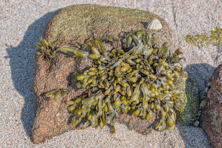 View of algae, marine plants, lichens and other organisms that are part of the ecosystem on the...