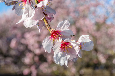 Almond trees in bloom in spring in Quinta de los Molinos Park in Madrid, Spainの写真素材