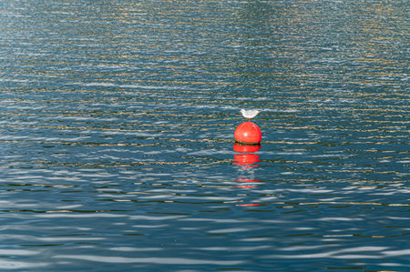 Seagull sitting on a floatの写真素材