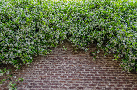 Jasmine in bloom, climbing over a brick wallの写真素材