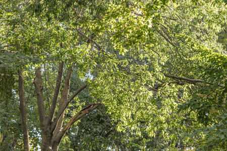 Autumn beautiful natural colors background in a park
