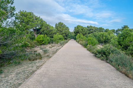 Path in the pine forest near the sea in the Albufera Natural Park, Valencia, Spainの写真素材