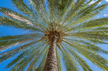 Palm trees on blue sky background