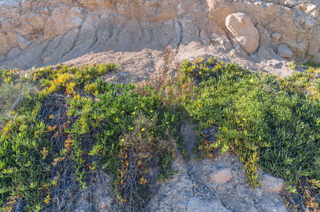 Typical Mediterranean vegetation in Costa Blanca, Alicante province, Spainの写真素材