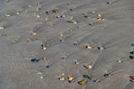 Small stones washed up on the sand of a beachの写真素材